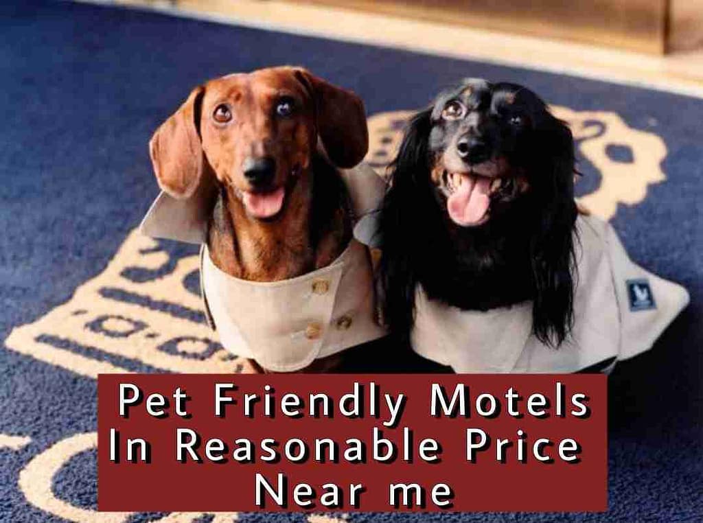 Pet Friendly Motels In Reasonable Price Near Me