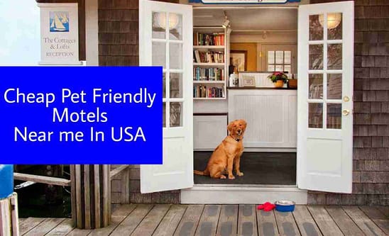 Cheap Pet Friendly Motels Near Me In USA